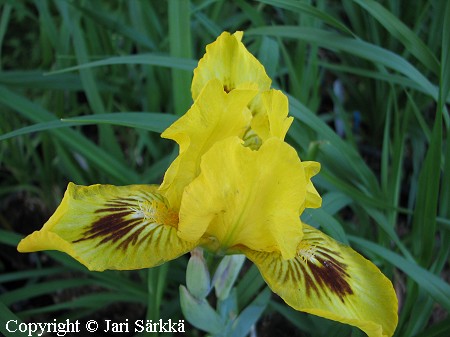 Iris Pumila-Ryhm� 'Meadow Court' pikkukurjenmiekka